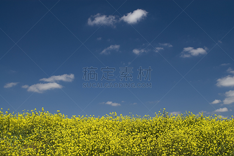 田地,雏菊,自然,天空,水平画幅,无人,户外,彩色图片,黄色,云