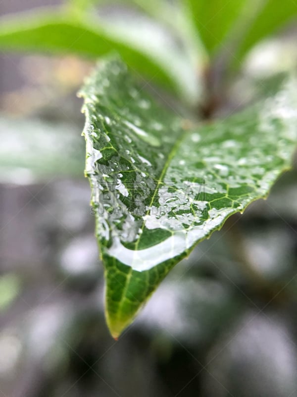 雨,叶子,自然,垂直画幅,水,美国,绿色,秋天,无人,湿