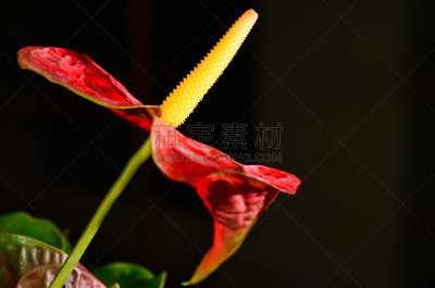 花烛属,红色,植物园,肉穗花序,自然,水平画幅,形状,无人,夏天,特写