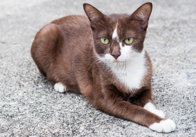 野生猫科动物,水平画幅,注视镜头,可爱的,家畜,猫科动物,幼小动物,特写,一只动物,腮须