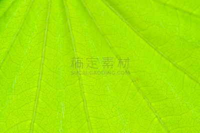 叶子,绿色背景,幼小动物,泉,蕨叶枫树木,留白,水平画幅,枝繁叶茂,无人,特写