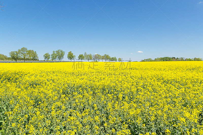 田地,黄色,天空,水平画幅,无人,工厂,夏天,汉堡,农作物,植物
