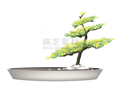 花盆,杉树,自然美,环境保护,枝繁叶茂,云杉,小的,榆树,装饰物,白杨