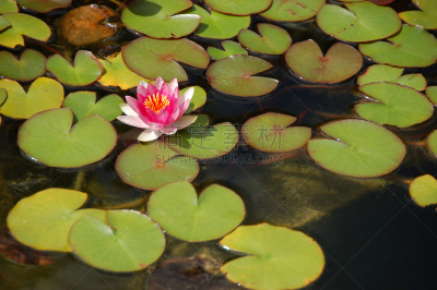 Nénuphar