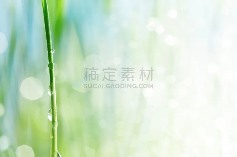 水滴 水 茎 绿色背景 绿色 枝繁叶茂 抽象背景 雨滴 露水 背景虚化图片素材下载 稿定素材 水滴 水 茎 绿色背景 绿色 枝繁叶茂 抽象背景 雨滴 露水 背景虚化图片素材下载 稿定素材