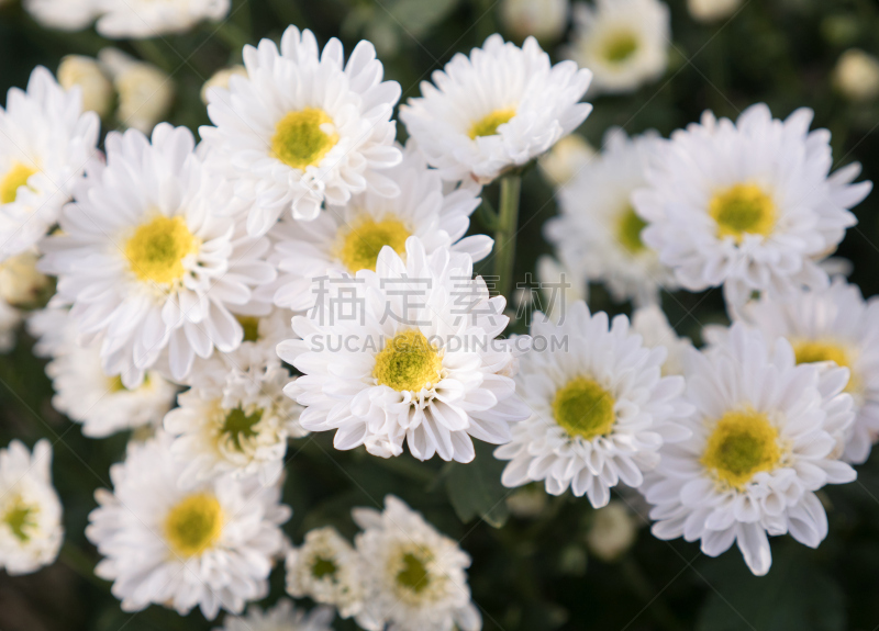 菊花,白色,花束,除虫菊,自然,美,水平画幅,无人,纯净,特写