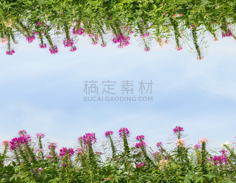 天空,醉蝶花,背景,自然,太空,边框,水平画幅,无人,蓝色,自然美