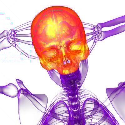 健康保健,顶部,头骨,三维图形,插画,人类骨架,死的,颌骨,人