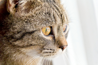 猫,黄眼睛,水平画幅,灰发,猫科动物,动物身体部位,小胡子,腮须,哺乳纲,宠物