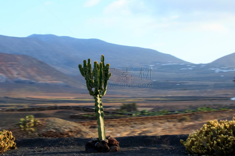 兰萨罗特岛,仙人掌,地形,西班牙,火山,加那利群岛,timanfaya national park,天空,美,水平画幅