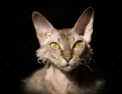 黄眼睛,黑色背景,信心,猫,人的耳朵,看,水平画幅,家畜,面部表情