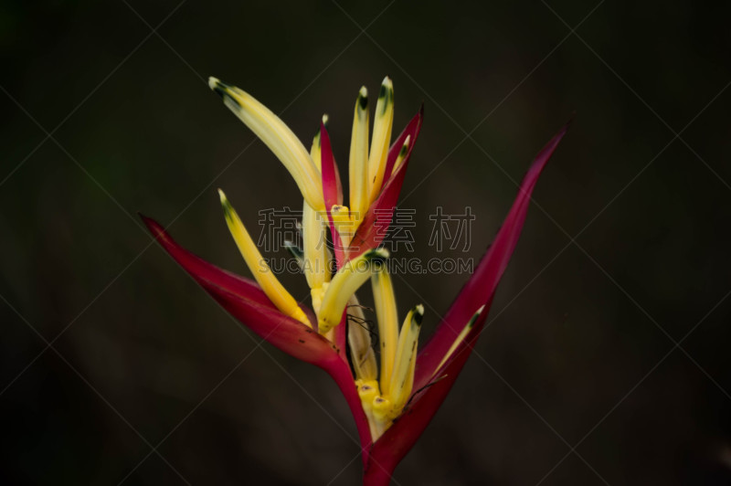 海里康属,长尾鹦鹉,美,parrot's beak海里康属植物,芳香的,水平画幅,无人,生物学,特写,雨林