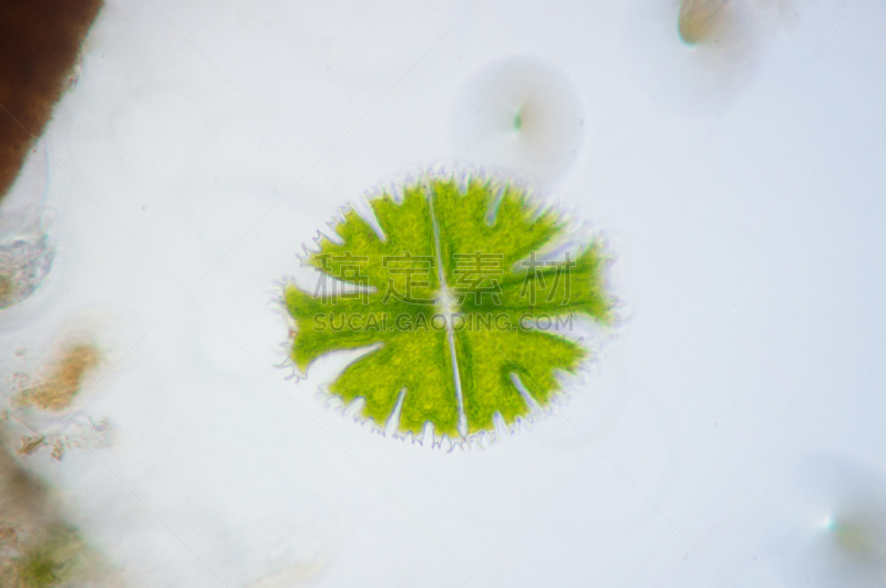 小星藻属,显微镜,绿藻,单细胞生物,在下面,视角,新月菱形条藻,带藻,浮游生物,大规模的放大