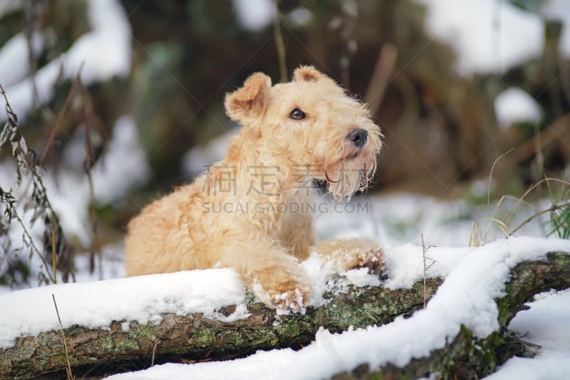 雪,户外,冬天,狗,lakeland terrier,红色,森林,公园,褐色,水平画幅