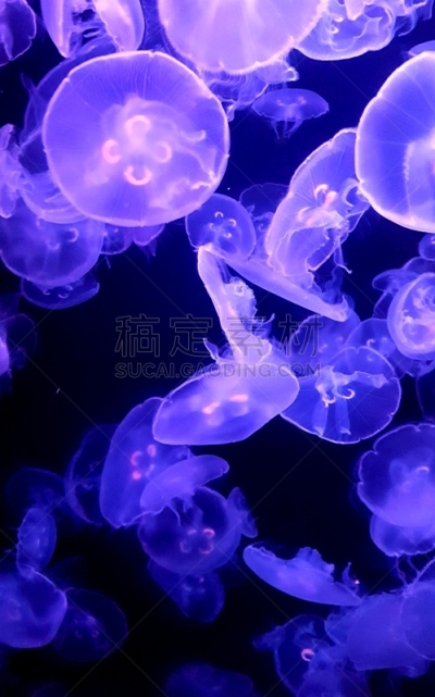紫水母,深的,自然,触须,透明,垂直画幅,野生动物,半透明,图像,海洋