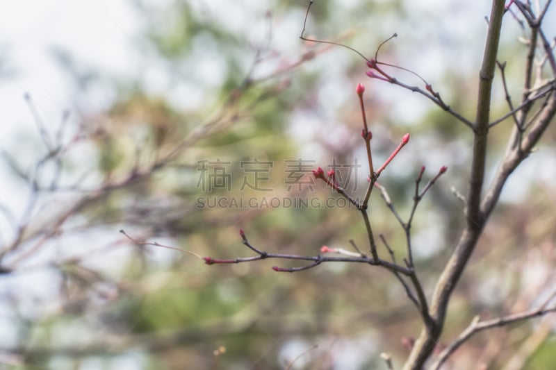 泉,樱之花,花蕾,自然,水平画幅,无人,日本,特写,植物,枝