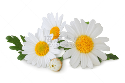雏菊,背景分离,分离着色,春白菊花,茼蒿菊,甘菊花,大滨菊,鲜花盛开,水平画幅,无人