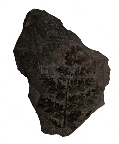 化石,过去,白色背景,植物群,devonian,更新世时期,三叶虫,椤,菊石,地质学家