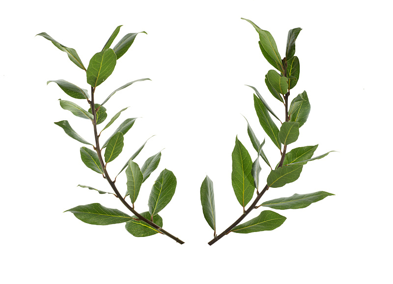 月桂树 月桂树图片 月桂树素材下载 稿定素材