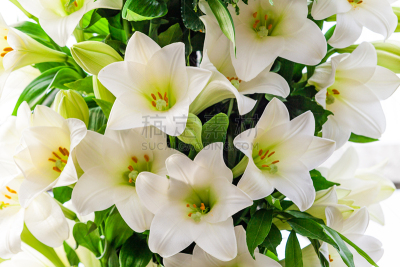 百合花,花束,白色,自然美,飞灵乐团,非洲百合,正念,葬礼,水平画幅,纯净