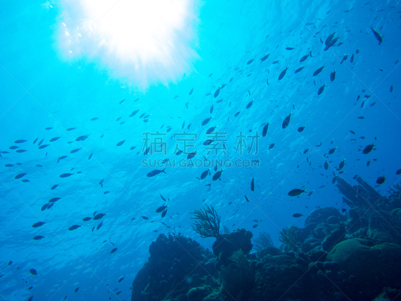 礁石,新生活,库拉索,利沃德,珊瑚色,水,美,水平画幅,水肺潜水,无人
