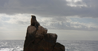 海狮,岩石,摆拍,圣路卢卡斯,水,天空,褐色,水平画幅,无人,湿