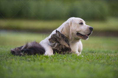 小猫,小狗,缅因库恩猫,寡妇草植物,拉布拉多海,水平画幅,无人,立陶宛共和国,摄影
