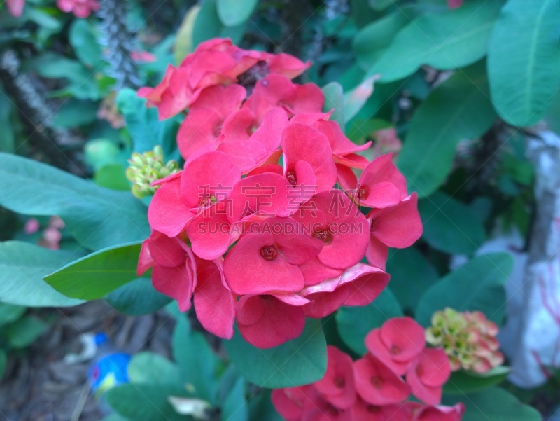 棘冠,荷花,水平画幅,无人,夏天,户外,湖,特写,塔拉哈西,越南