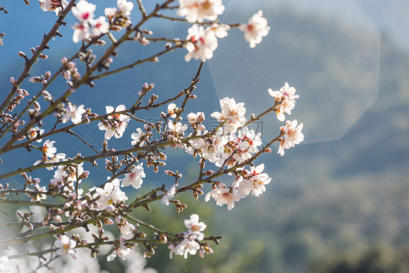 杏树类,花朵,日光,白昼,sierra de tramuntana,清新,自然美,春天,杏仁,植物