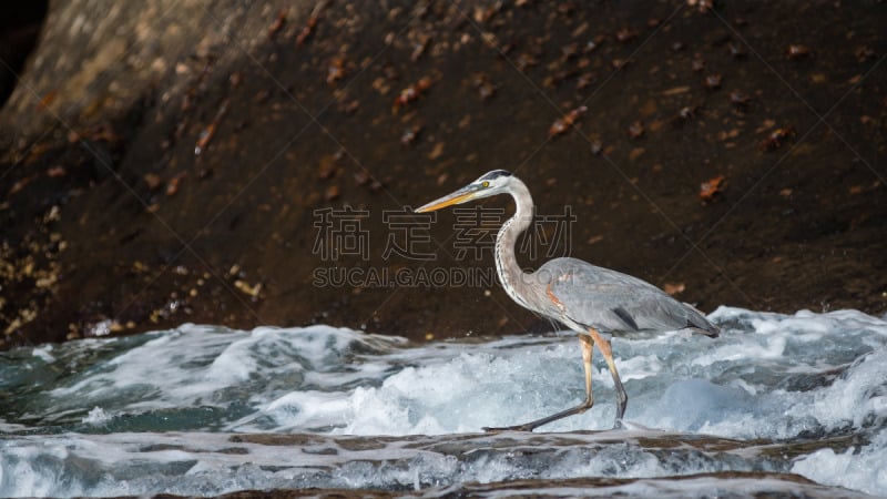 大蓝苍鹭,弗南地那群岛,圣克里斯托瓦尔岛,加拉帕戈斯群岛,群岛,鹭科,自然,野生动物,旅游目的地,水平画幅