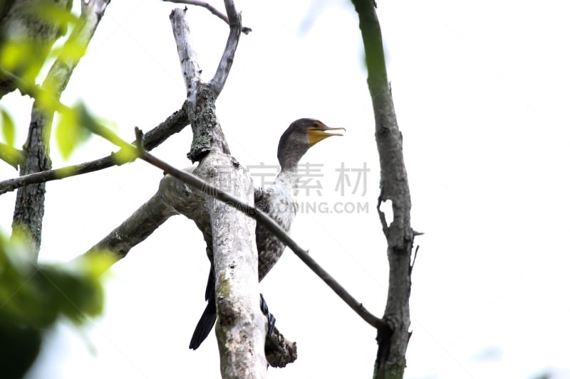 肯塔基州,双冠鸬鹚,列克星顿,水平画幅,无人,鸟类,图像,2015年,鸬鹚,树