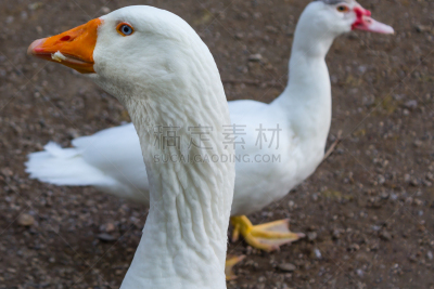 鸭子,白色,巨大的,农业,脖子,草,池塘,动物,丘陵鹅,鸟类