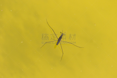 甲虫,漩涡形,自然,水,留白,公园,水平画幅,可爱的,轻轻浮起,夏天