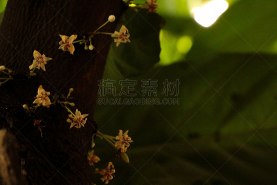 菜园,清新,自然界的状态,热带气候,食品,泰国,农场,树干,植物,梧桐科植物