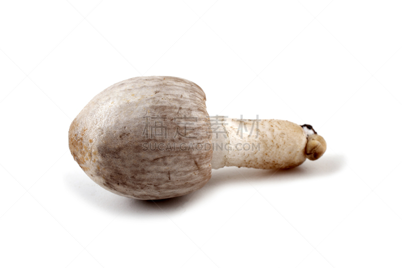 食用菌,鸭舌帽,笔帽状蘑菇,灰色,水平画幅,无人,阴影,背景分离,摄影