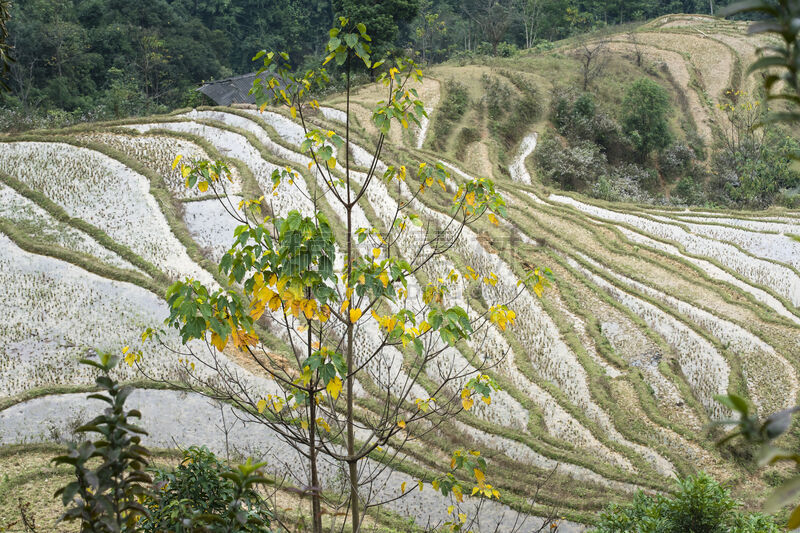 高处,越南,地形,梯田,计程车车站,山脉,山罗省,有色人种,飘然,居住区