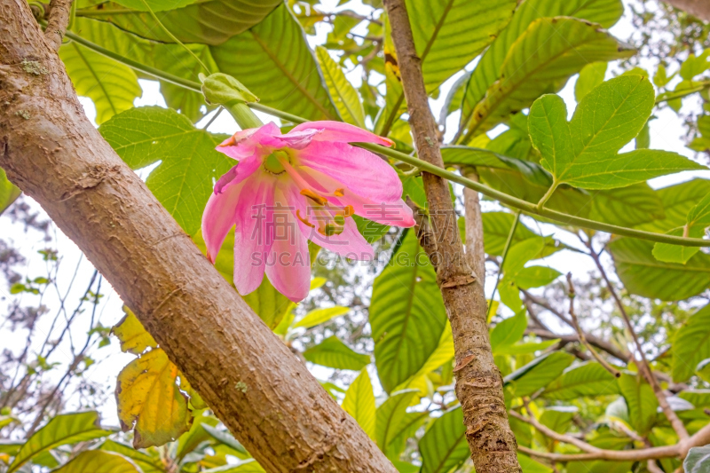 粉色,花朵,自然,水平画幅,无人,嫩枝,路边,大西洋群岛,户外,岛