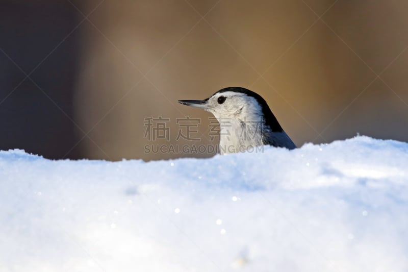 五子雀,白胸五十雀,水平画幅,雪,鸟类,动物身体部位,户外,翅膀,加拿大,喙