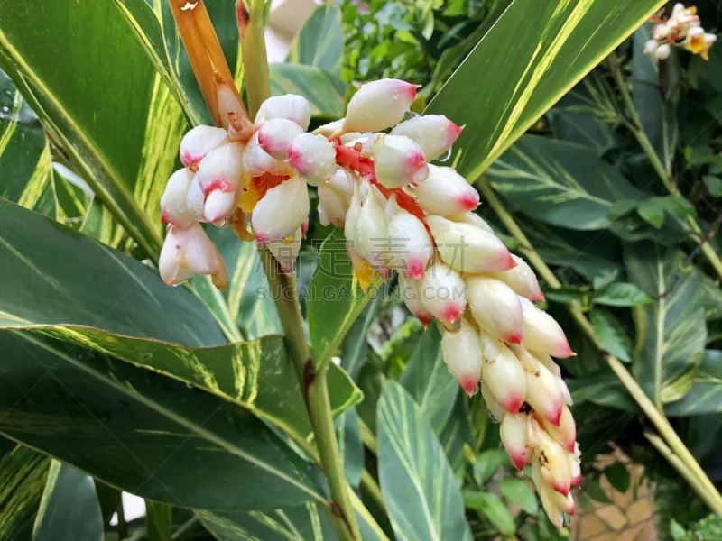 湿 杂色的 粉色 珍珠母姜 生姜 白姜百合 百合花 东非 瓷器 花图片素材下载 稿定素材