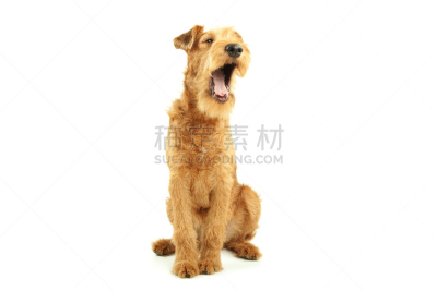 爱尔兰梗,美,褐色,水平画幅,梗犬,骄傲,信心,狗,纯种犬