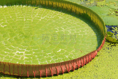 水,睡莲,维多利亚,美,荷花,水平画幅,形状,无人,巨大的,在边上