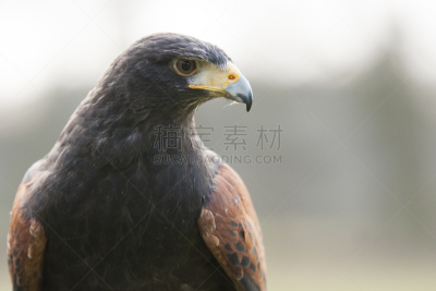 哈里斯鹰,褐色,食肉鸟,水平画幅,无人,鸟类,红隼,户外,猎鹰,老鹰