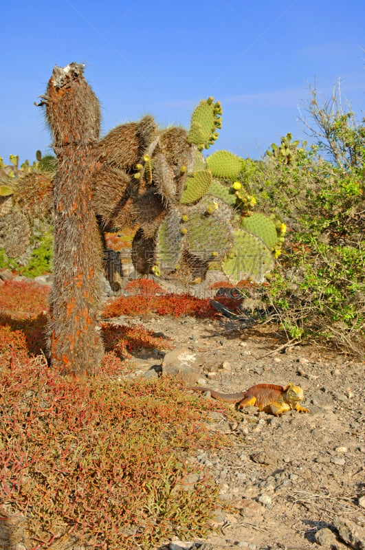 加拉帕戈斯群岛,厄瓜多尔,南部露天岛,陆地鬣蜥,自然,垂直画幅,爬行纲,生物,无人,动物