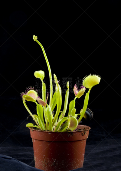 捕蝇草,自然,垂直画幅,植物,绿色,无人,花盆,黑色,摄影