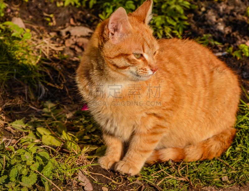 猫,垃圾,机敏,络腮胡子,水平画幅,爪子,早晨,动物身体部位,户外,草