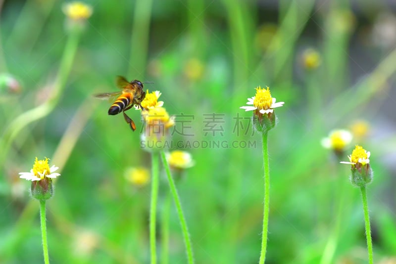 蜜蜂,俄亥俄河,杀虫剂,动物身体部位,夏天,两翼昆虫,农作物,白色,毛绒绒,花粉