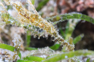 健壮的鬼尖嘴鱼,一对,井,在下面,水,水平画幅,水肺潜水,沙子,无人,海马