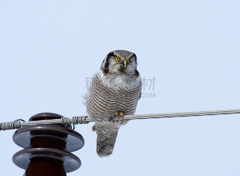 hawk owl,电力线,电缆,自然,野生动物,水平画幅,猫头鹰,鸟类,动物身体部位,老鹰