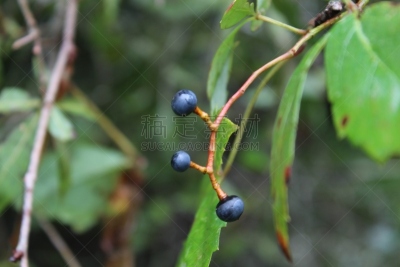 食品,冰淇淋,复活节,水平画幅,樱桃,无人,南瓜,蛋糕,烘焙糕点,生日