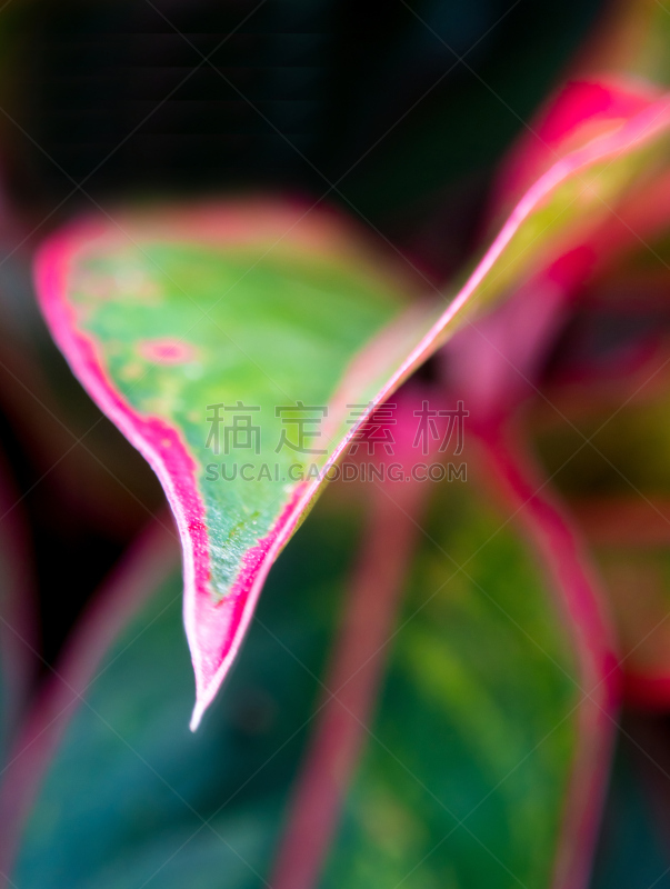 室内植物,泰国,极光,叶子,aglaonema,自然美,彩色图片,鸡尾酒,垂直画幅,美